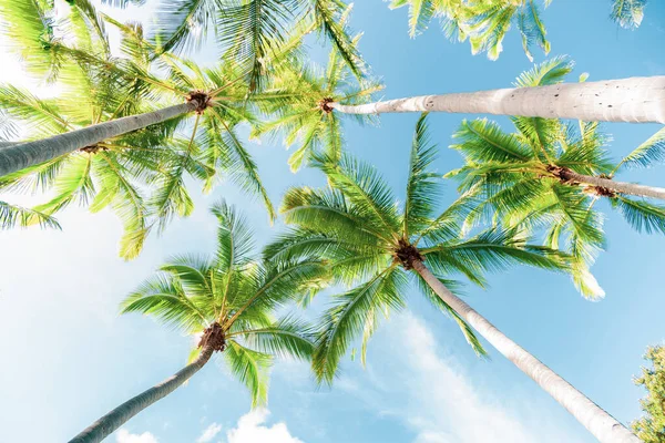 岛上海滩上的热带椰子树林 田园诗般的景色 — 图库照片