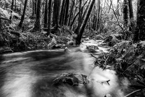 Rio Pakoka Que Flui Através Arbusto Natural Nova Zelândia Para — Fotografia de Stock