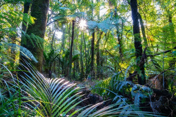 Sol Estalla Través Nueva Zelanda Arbusto Natural Camino Caída Nupcial — Foto de Stock