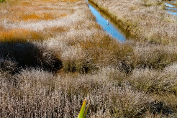 Wetland Saltmarsh Densely Growing Oio Reed Drain Heron Wading — Stock Photo, Image