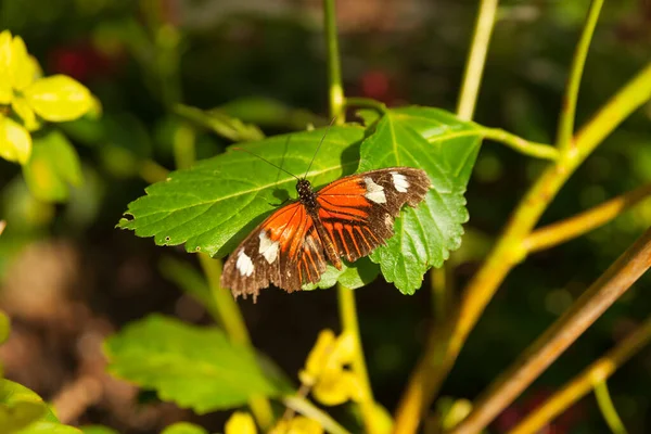 Butterfly with wings open and orange and brown coloration with white blotches and raggedy wings.