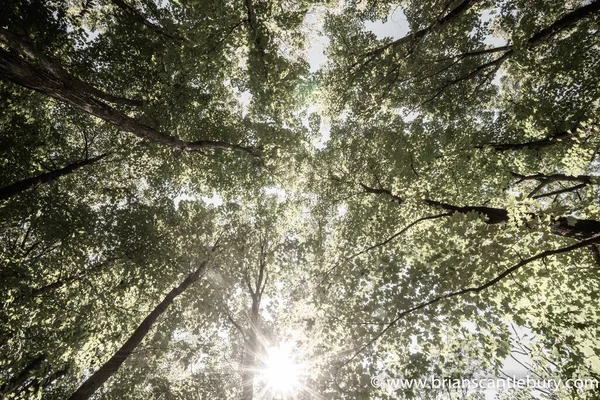 Åldrad Bild Effekt Grön Frodig Skog Huv Overhead Konvergerande Skyward — Stockfoto