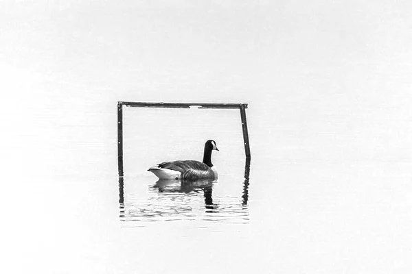 Canada Goose Lake Water Birdwatching Perch Painterly Effect — Stock Photo, Image