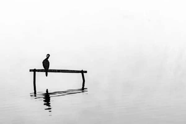 Pouco Shag Cormorant Empoleirado Carrinho Água Calma Cercada Pela Névoa — Fotografia de Stock