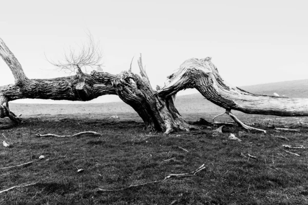 Gammalt Träd Dött Och Kluvet Liggande Över Marken Rustik Natur — Stockfoto