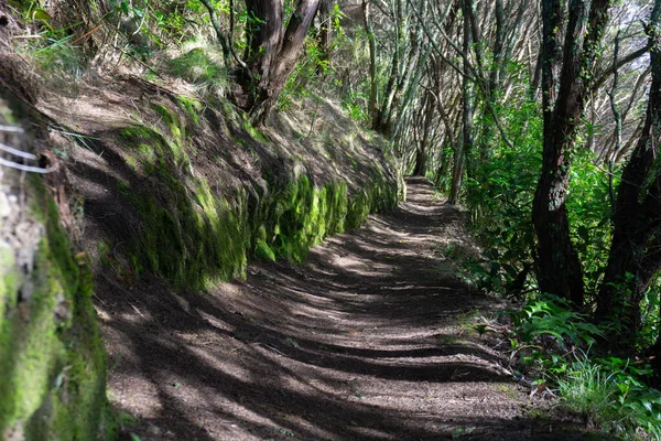 Walking Track Leading Bush Casting Shadow Lake Okareka New Zealand — Stock Photo, Image