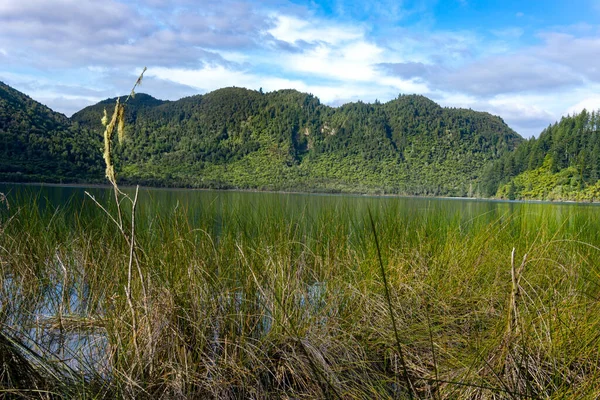 端の葦の間の青い湖の景色反対側に並んでいる木のシダと背後にある植林松の木 — ストック写真