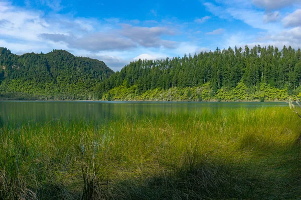 端の葦の間の青い湖の景色反対側に並んでいる木のシダと背後にある植林松の木 — ストック写真