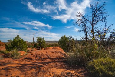 Arizona çölü toprağının kırmızı toprağı ve derin mavi gökyüzünün altında beyaz bulut formasyonuyla bitki örtüsü.