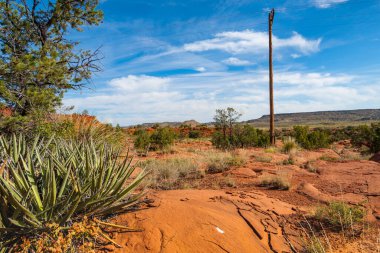 Arizona çölü toprağının kırmızı toprağı ve derin mavi gökyüzünün altında beyaz bulut formasyonuyla bitki örtüsü.