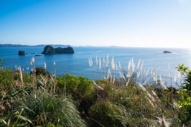 Araba parkından Katedral Koyu 'na kadar uzanan kıyı manzarası Yeni Zelanda' da Hahei Coromandel 'de yürür..