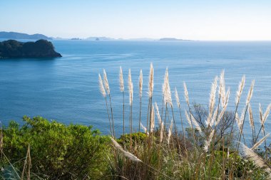 Araba parkından Katedral Koyu 'na kadar uzanan kıyı manzarası Yeni Zelanda' da Hahei Coromandel 'de yürür..