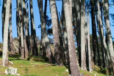 Çam ağacı gövdelerinin arasından mavi gökyüzü.