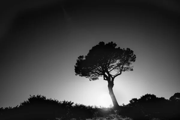 Lone Pine Standing Ridge Back Lit Rising Sun Monochrome Effect — Stock Photo, Image