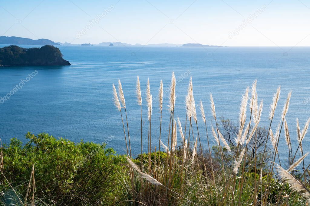 Coastal outlook from car park for Cathedral Cove walk at Hahei Coromandel New Zealand with pampas grass flowers blowing in breeze.