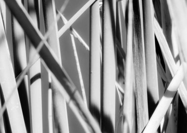 Tek renkli siyah-beyaz doğa arka planı, keten ya da su bitkileri soyut doğa olarak yakın plan.