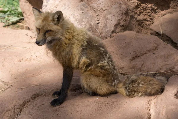 Perro Salvaje Sentado Pasivley Roca Mirando Alrededor — Foto de Stock