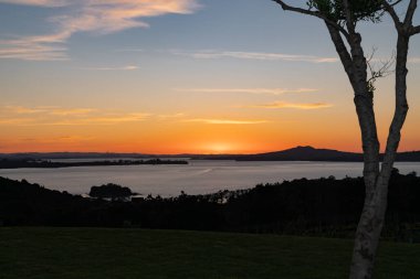 Bahar mevsiminde üzüm bağlarında yeni yeşil büyüme.