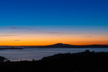 Bahar mevsiminde üzüm bağlarında yeni yeşil büyüme.