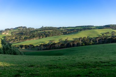 Bahar mevsiminde üzüm bağlarında yeni yeşil büyüme.