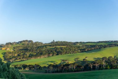 Bahar mevsiminde üzüm bağlarında yeni yeşil büyüme.