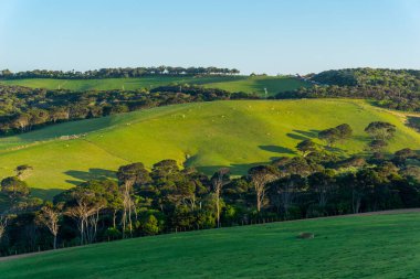 Bahar mevsiminde üzüm bağlarında yeni yeşil büyüme.