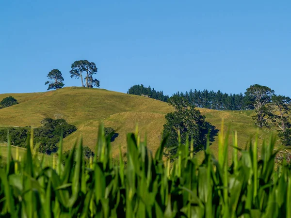 Papamoa Hills Jenseits Von Maisfeldern Und Hügeligem Ackerland — Stockfoto