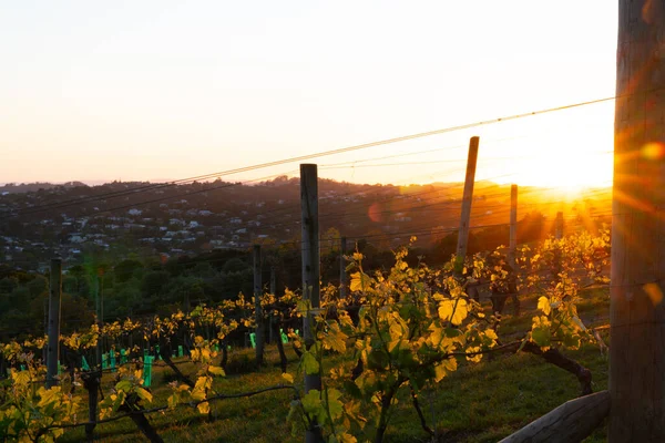 Vineyards New Spring Growth Backlit Sunrise — Stock Photo, Image