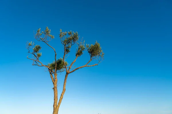 Jedno Drzewko Oliwne Niskiego Punktu Widzenia Przeciwko Błękitnemu Niebu Porannym — Zdjęcie stockowe