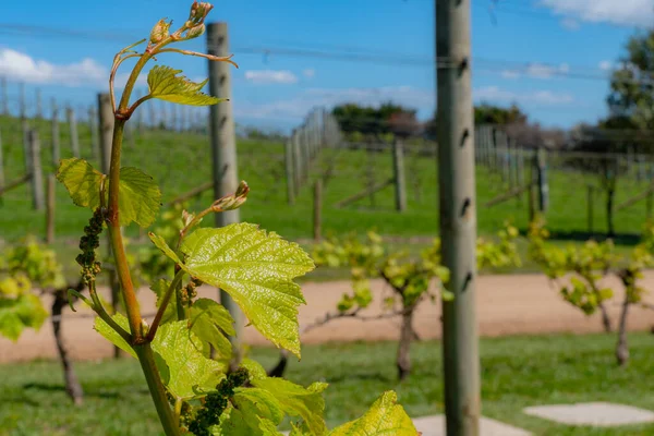Green New Growth Grape Vines Spring Closeup — Stock Photo, Image