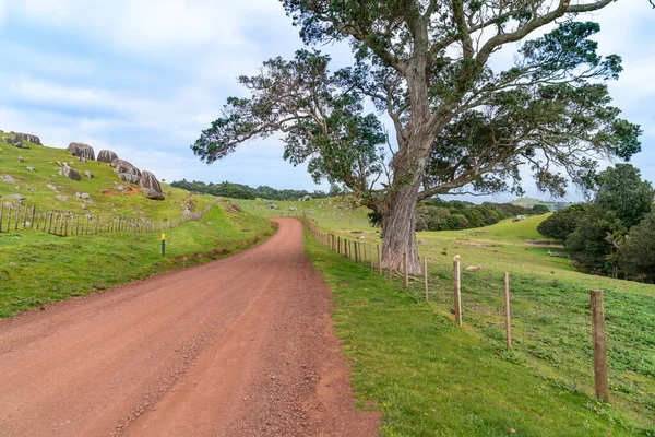 Unbefestigte Wirtschaftsstraße Führt Großem Baum Auf Waiheke Island Neuseeland Vorbei — Stockfoto