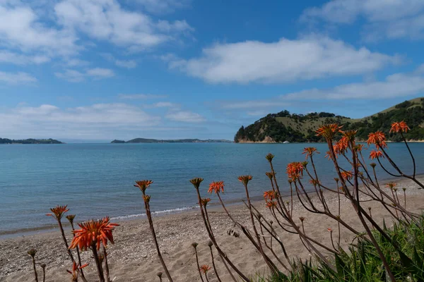 Scenic Man War Bay Playa Con Flores Aloe Naranja Primer — Foto de Stock