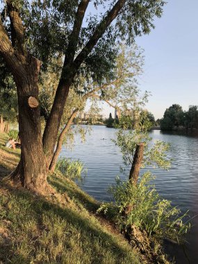 Sonbaharda göl. Göl kenarındaki ağaç