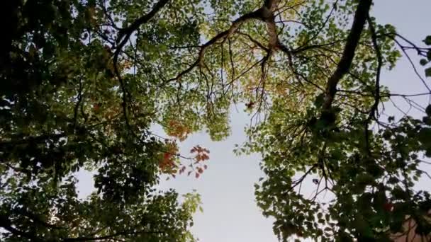 Survol Des Arbres Par Jet Regardant Vers Ciel Travers Les — Video