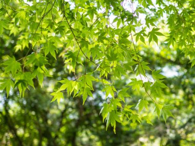 Güneş ışığı ile mermer bırakır