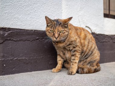 Kedi Yanaka Ginza, Tokyo Japonya