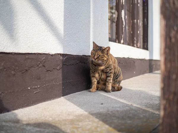 東京谷中銀座の猫 — ストック写真