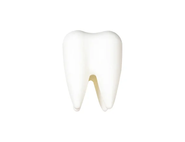Model Zubu Izolovaný Bílém Pozadí Ořezovou Cestou — Stock fotografie