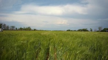yeşil buğday bir çiftçi tarafından bir bisiklet üzerinde çarpı işareti olan alana