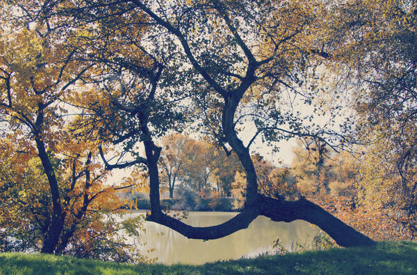 original tree on the shore of a small lake