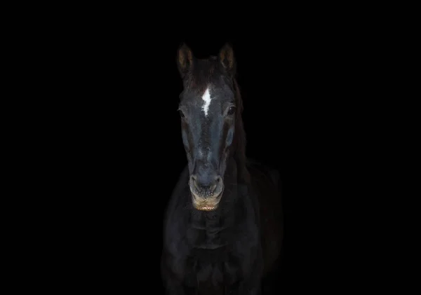 Portrait Old Dressage Horse Black Background — Stock Photo, Image