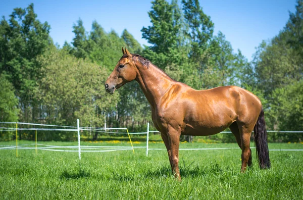 Hermoso Budyonny Yegua Caballo Verde Campo — Foto de Stock