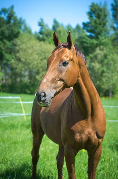 Porträt Eines Buddy Pferdes Sommer — Stockfoto