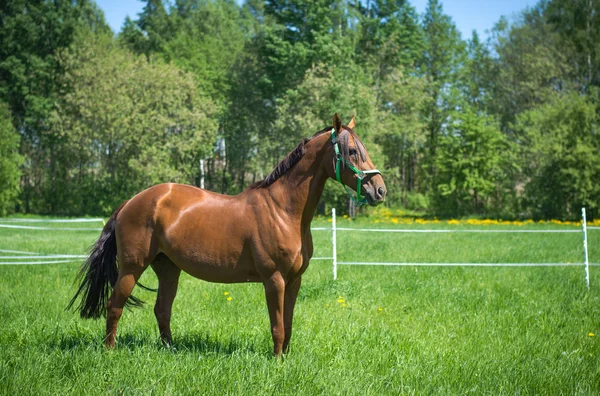 Splendido Cavallo Rosso Don Campo Verde — Foto Stock