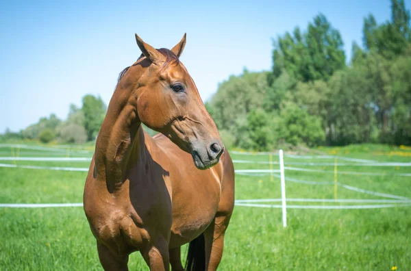 Retrato Cavalo Égua Budyonny Vermelho — Fotografia de Stock