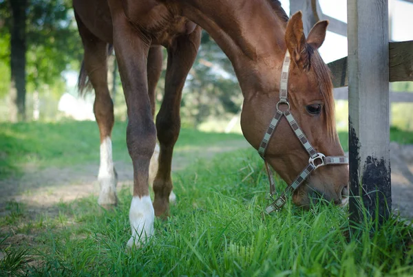 Trakehner Jedzenie Koń Ogier Pejzaż Portret Trawa Zielony Świeży — Zdjęcie stockowe