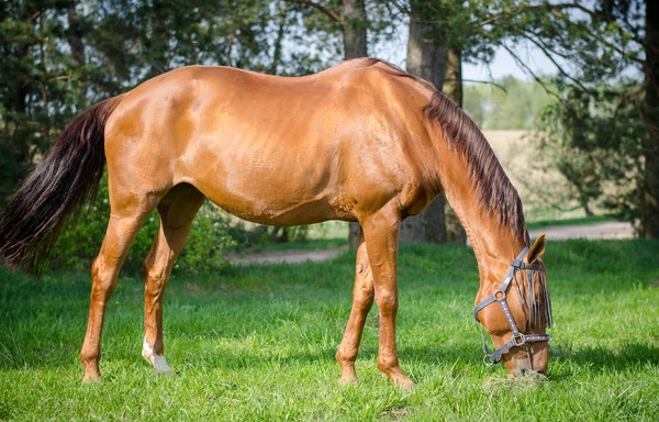 Червоний Донський Кінь Їсть Траву — стокове фото