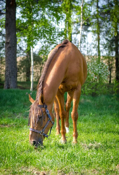 Koń Jedzenia Trawy Lecie — Zdjęcie stockowe