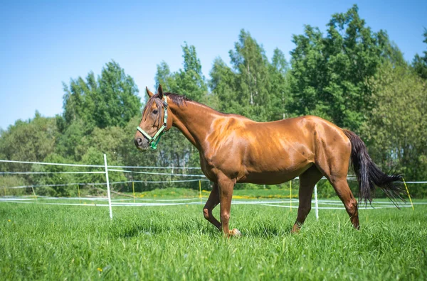 Rosso Budyonny Cavallo Piedi Nel Campo Verde — Foto Stock