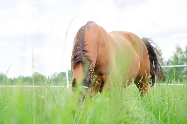 Czerwony Koń Jedzenia Trawy Zielonej Dziedzinie Lecie — Zdjęcie stockowe